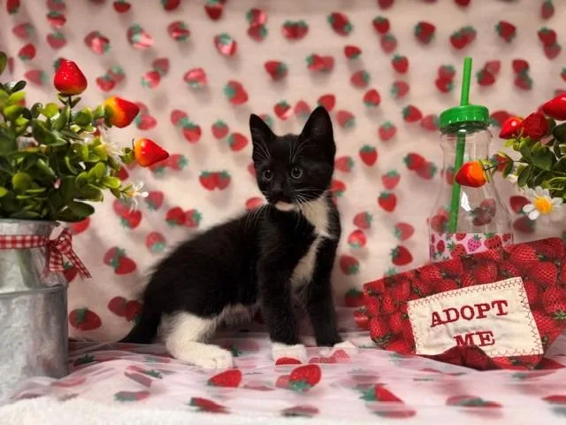A baby small-sized male Domestic Short Hair cat named Henry for adoption in Fairfield, CA