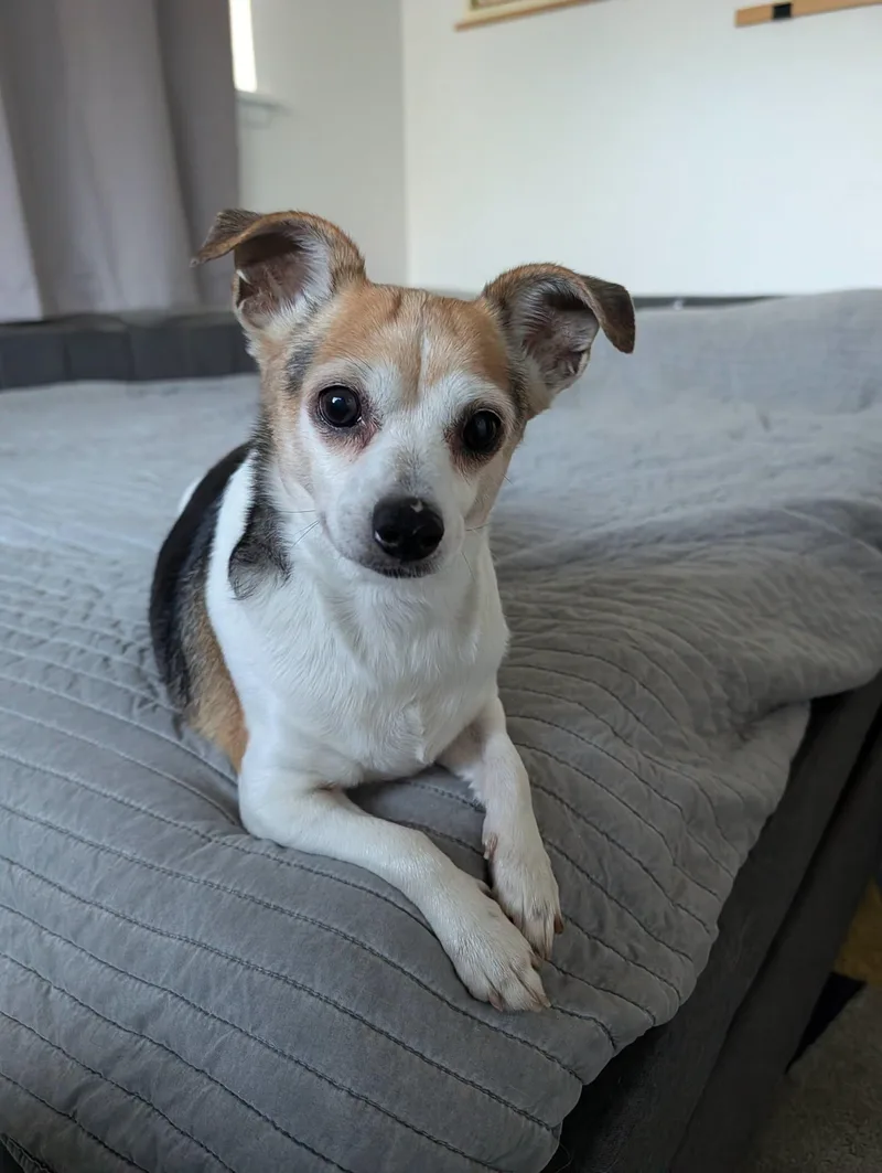 An adult small-sized female Brown / Chocolate Chihuahua dog named Lonna for adoption in Covington, WA