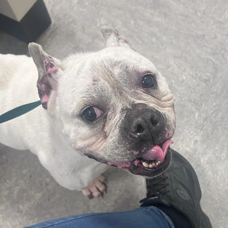 An adult medium-sized female White / Cream Mixed Breed dog named Chloe Bell for adoption in Philadelphia, PA