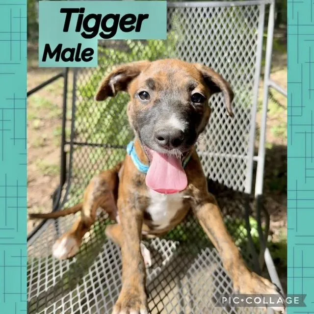 A baby medium-sized male Hound dog named Tigger for adoption in Manchester, CT