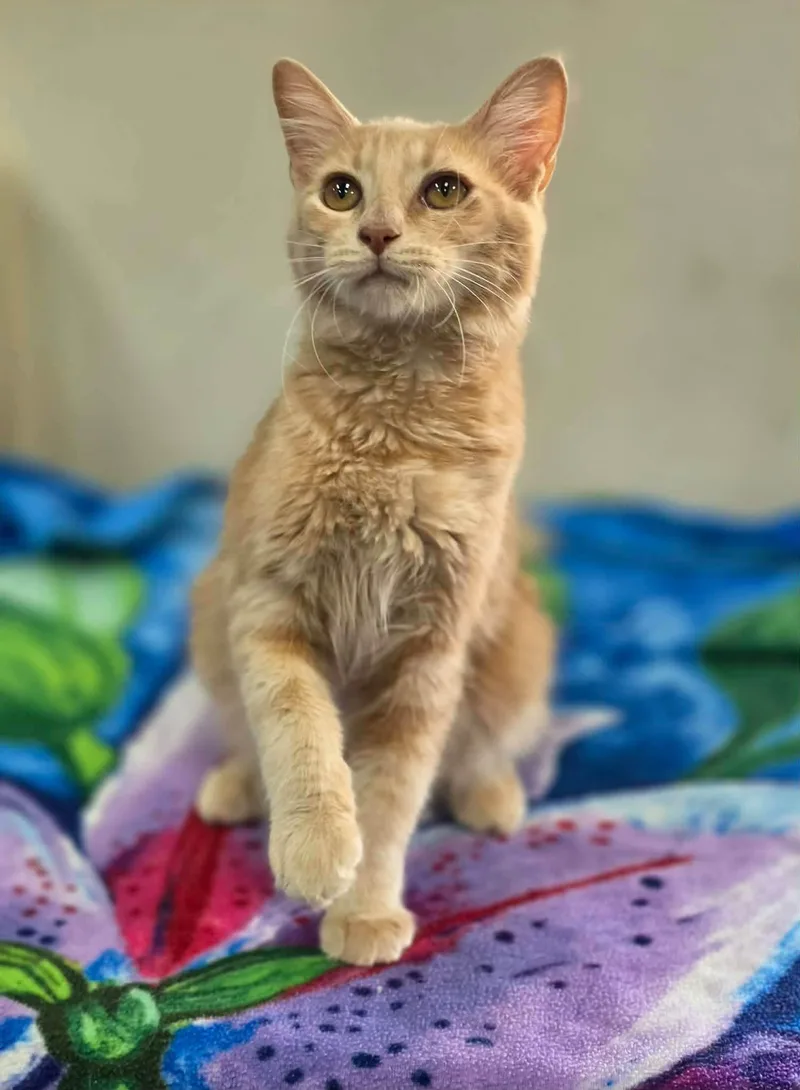A young medium-sized male Orange & White Domestic Short Hair cat named Frost for adoption in Clovis, CA