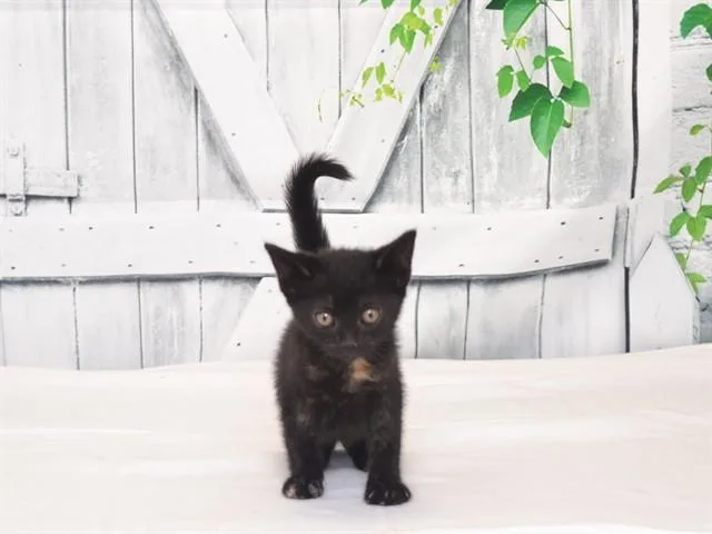 A baby small-sized female Domestic Short Hair cat named Heidi for adoption in Oroville, CA
