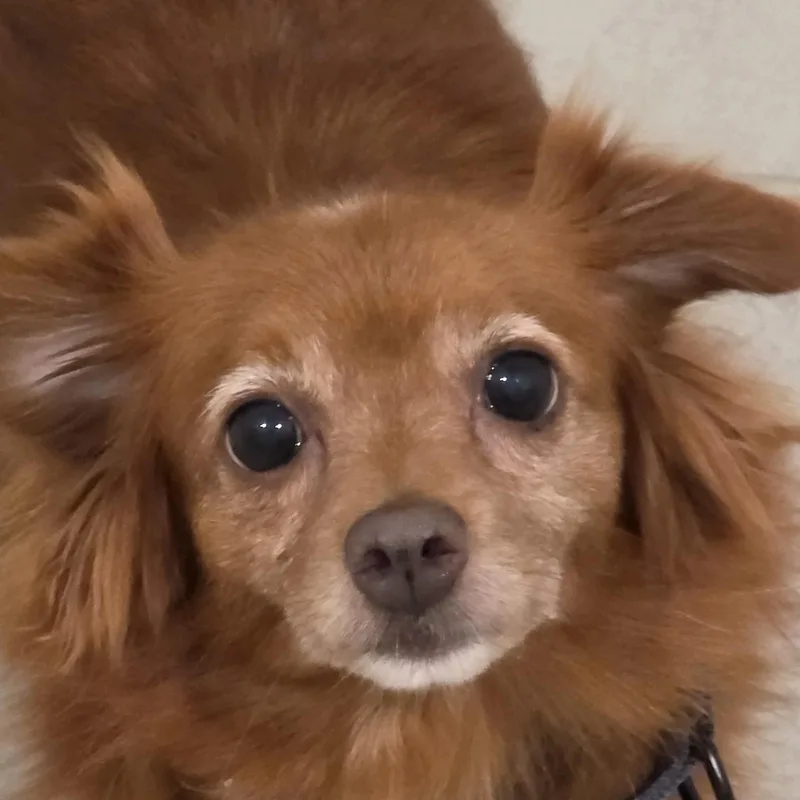 A senior small-sized male Mixed Breed dog named Autumn for adoption in Evanston, IL