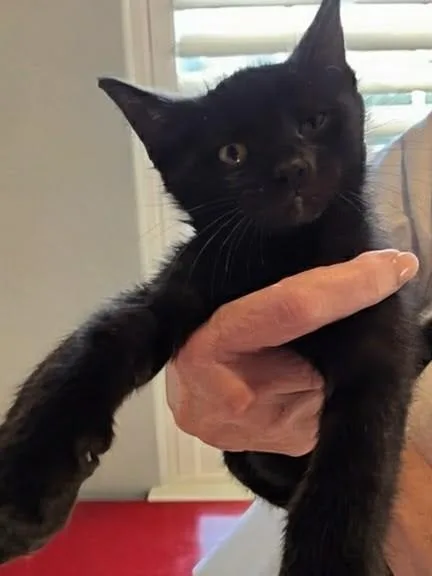 A baby small-sized male Domestic Short Hair cat named Basil for adoption in Magnolia, TX