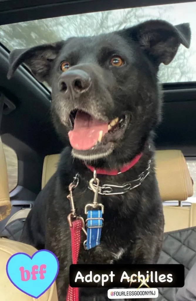 A young medium-sized male Mixed Breed dog named Achilles for adoption in Pomona, NY