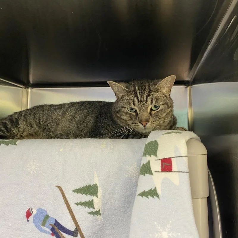 An adult large-sized female Brown / Chocolate Domestic Short Hair cat named Nala for adoption in Grand Rapids, MI