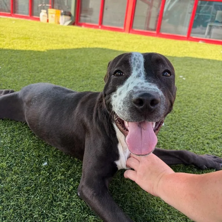 A young medium-sized female Black Pit Bull Terrier dog named Dani for adoption in Evansville, IN