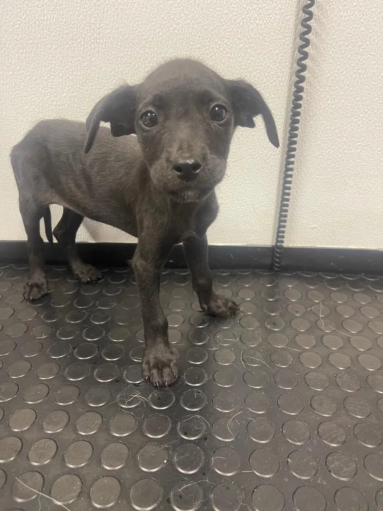 A baby medium-sized female Labrador Retriever dog named Winnie for adoption in Seven Points, TX