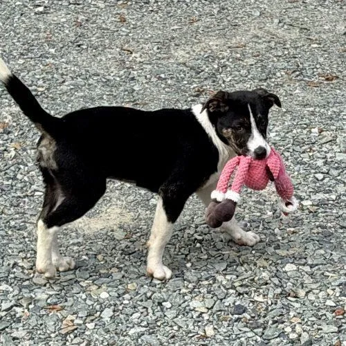 Penny