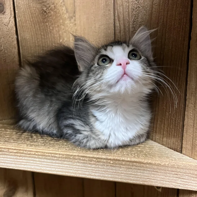 A baby medium-sized female Tabby (Gray / Blue / Silver) Domestic Long Hair cat named Mixie for adoption in Spokane, WA