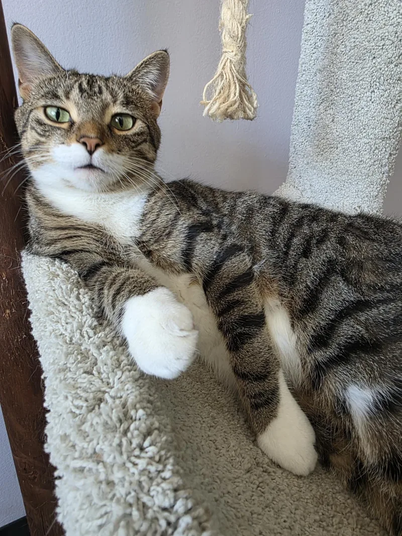 An adult medium-sized female Tabby (Tiger Striped) Domestic Short Hair cat named Ambria for adoption in Battle Ground, IN
