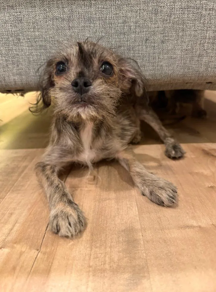 A baby small-sized female Tricolor (Brown, Black, & White) Shih Tzu dog named Macaroon for adoption in Los Angeles, CA