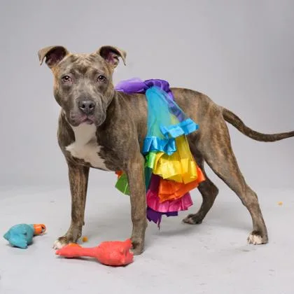 A young medium-sized female Mixed Breed dog named Meelah for adoption in Atlanta, GA