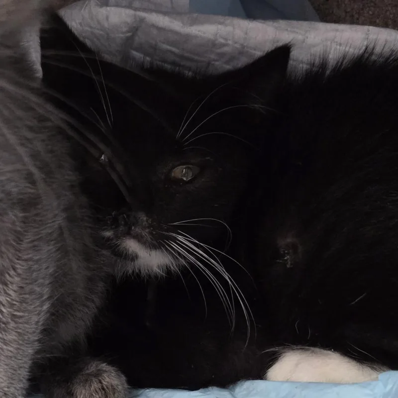 A baby small-sized male Black Domestic Short Hair cat named Woody for adoption in Newark, NJ