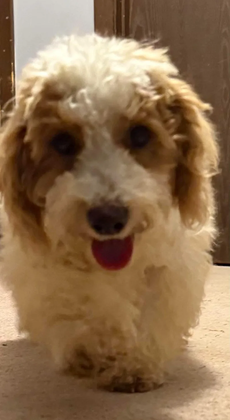 A baby small-sized male Apricot / Beige Bichon Frise dog named Lloyd for adoption in Saint Clairsville, OH