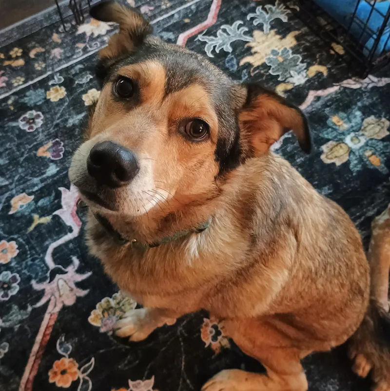 A senior medium-sized male Tricolor (Brown, Black, & White) Australian Cattle Dog / Blue Heeler dog named Fenris for adoption in Newport, OR