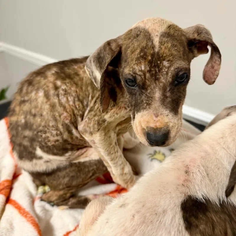A baby medium-sized male English Bulldog dog named George for adoption in Opelika, AL