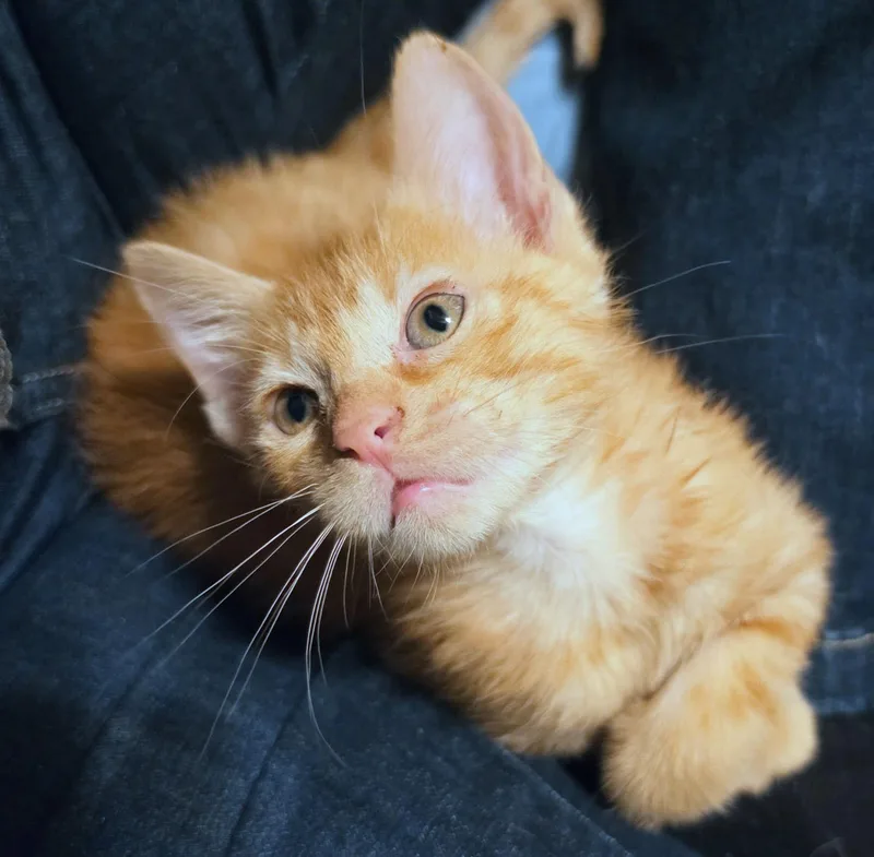 A baby medium-sized male Tabby (Orange / Red) Domestic Short Hair cat named Oliver for adoption in Kansas City, KS