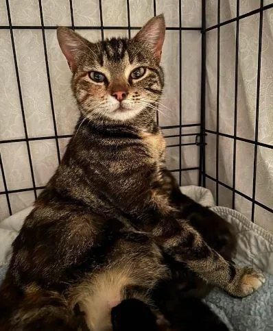 An adult medium-sized female Domestic Short Hair cat named Janis for adoption in Ballwin, MO