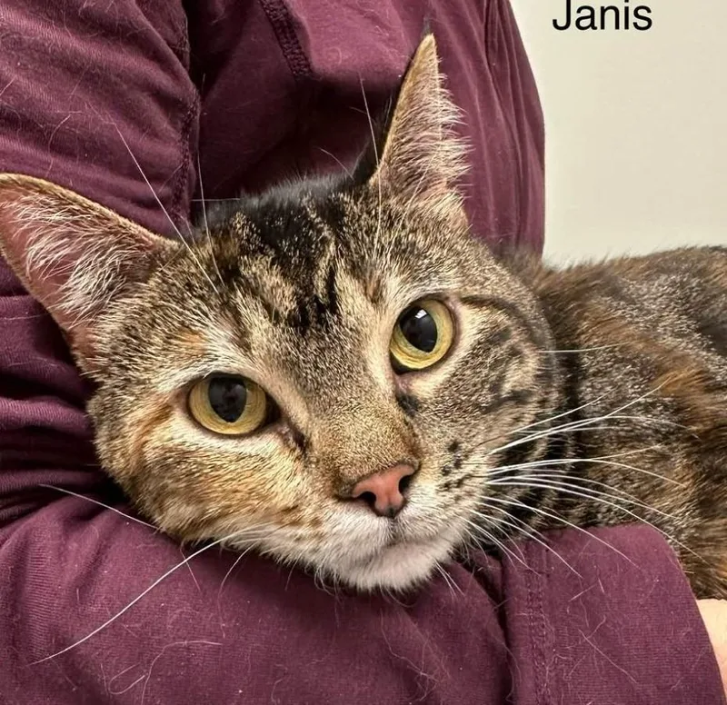 Janis thumbnail 2