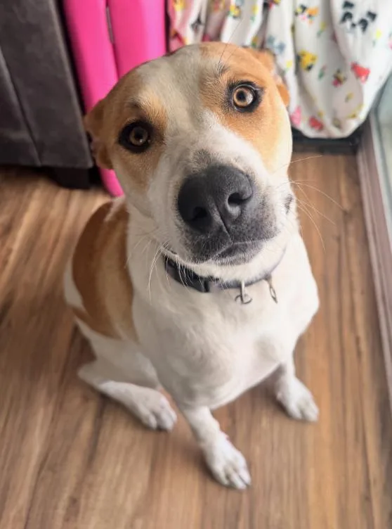 A young medium-sized male Bicolor Labrador Retriever dog named Costa for adoption in Thousand Oaks, CA