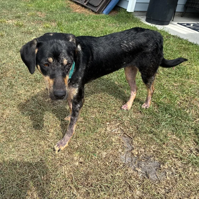 An adult medium-sized female Black Mixed Breed dog named Elanora for adoption in Summerville, SC