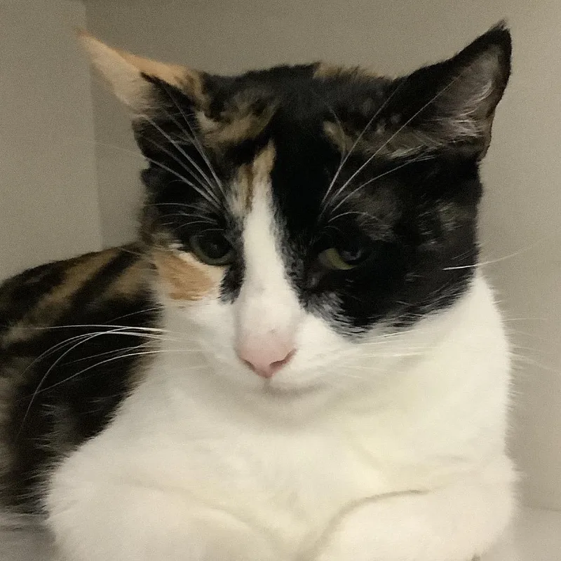 An adult medium-sized female Calico Domestic Short Hair cat named Clementine for adoption in Redwood City, CA