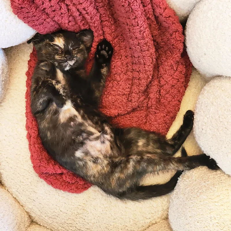 A baby medium-sized female Tortoiseshell cat named Violetta Cadaverini for adoption in Woodinville, WA