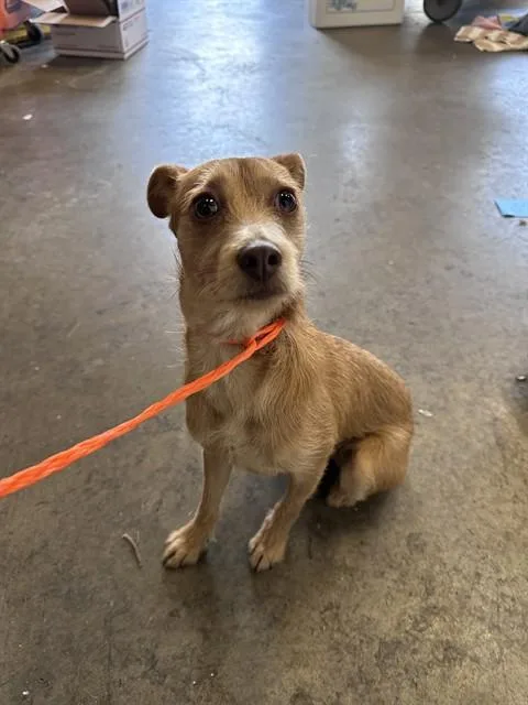A young small-sized female Terrier dog named Karly for adoption in Ontario, CA