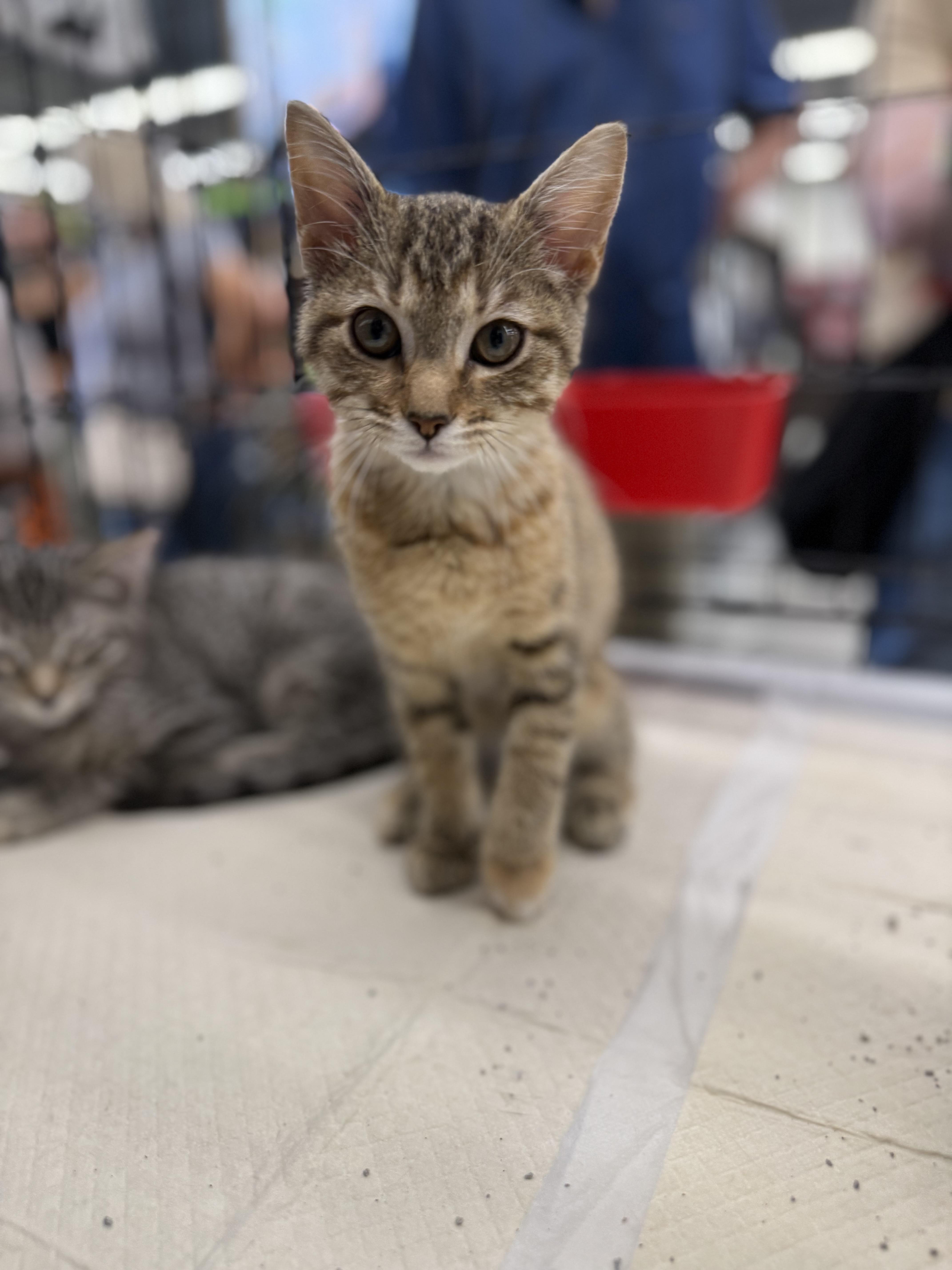 A baby medium-sized female Calico cat named Rosie for adoption in Intercession city , FL