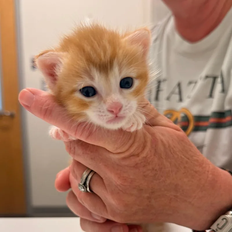 A baby small-sized male Orange / Red Domestic Short Hair cat named Rafter for adoption in Chattanooga, TN