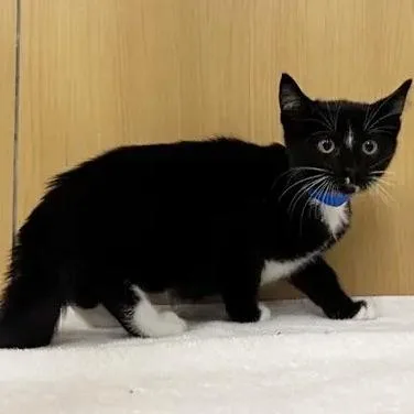 A baby small-sized male Black Domestic Short Hair cat named San Jose for adoption in Saint Louis, MO