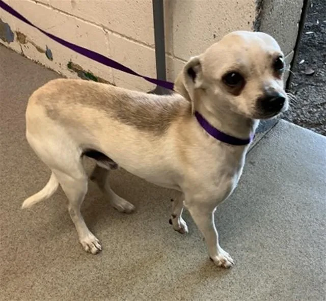 An adult small-sized male Chihuahua dog named Gordy for adoption in San Bernardino, CA