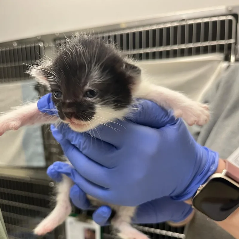 A baby small-sized female Black Domestic Short Hair cat named Flip Flop for adoption in Charlottesville, VA