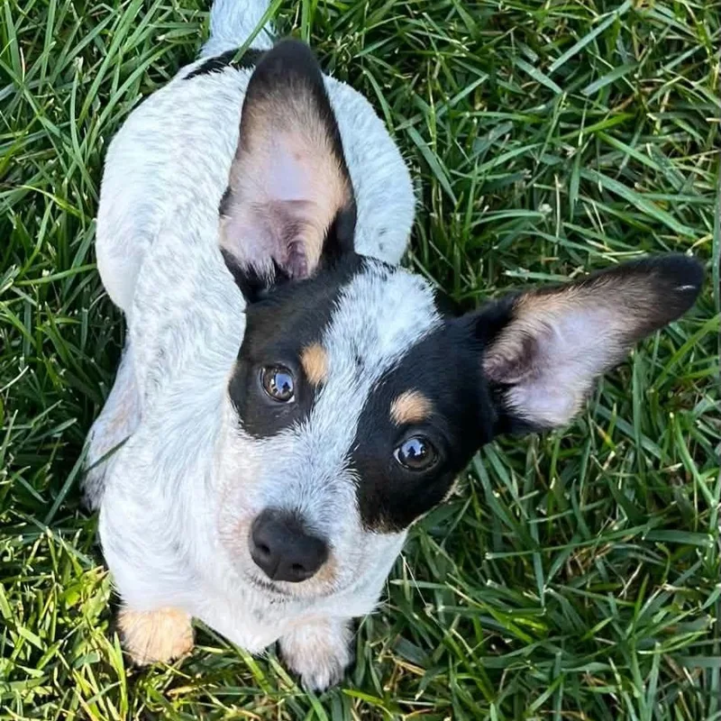 A baby small-sized female Chihuahua dog named Luna for adoption in Concord, CA