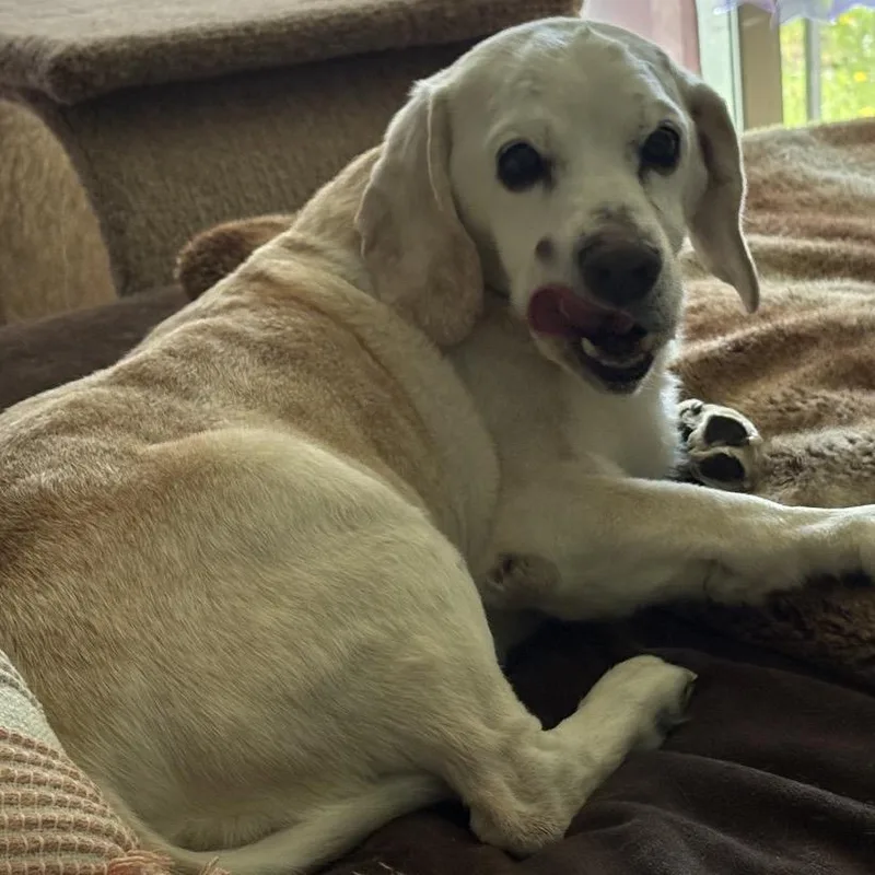 A senior medium-sized male White / Cream Beagle dog named Charlie for adoption in Avon, OH