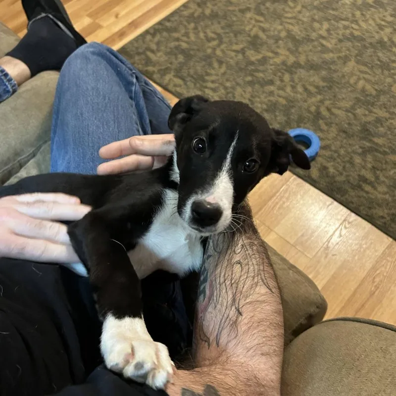 A baby small-sized female Black Mixed Breed dog named Goji for adoption in Kennebunk, ME