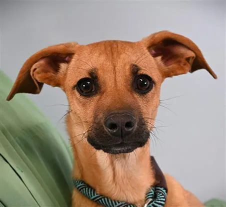 A baby small-sized female Beagle dog named Alice for adoption in Loveland, CO