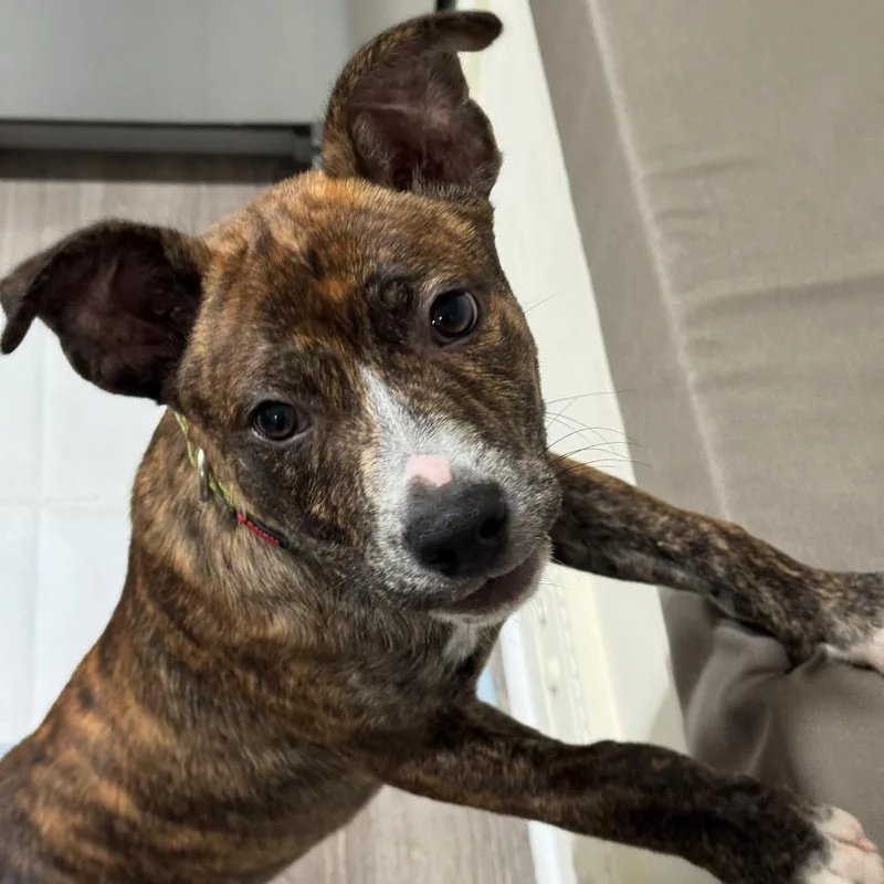 A baby medium-sized male Brindle Boxer dog named Brennan for adoption in Alexandria, VA