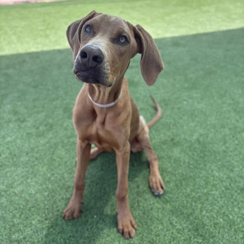 A young medium-sized female Brown / Chocolate Doberman Pinscher dog named Zara for adoption in Long Beach, CA