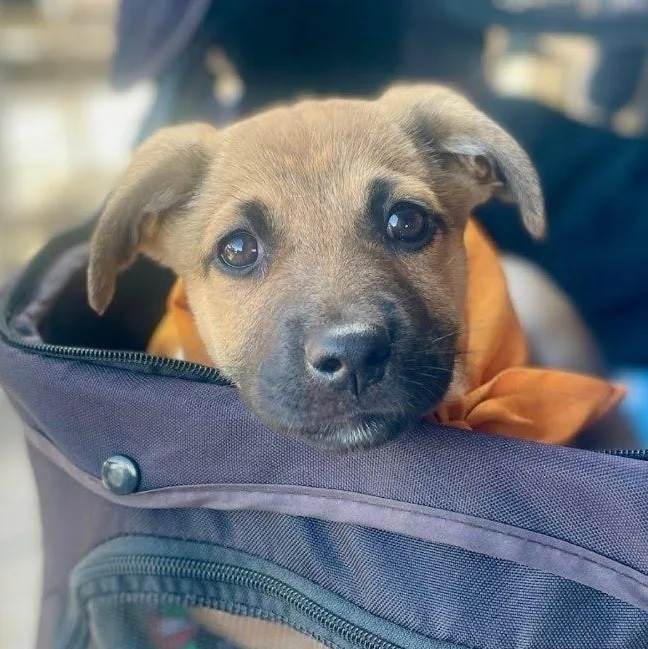 A baby medium-sized female Brown / Chocolate German Shepherd Dog dog named Daphne for adoption in Myrtle Beach, SC