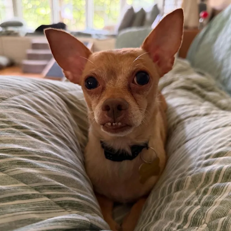 An adult small-sized male Yellow / Tan / Blond / Fawn Chihuahua dog named Opie for adoption in Wichita, KS