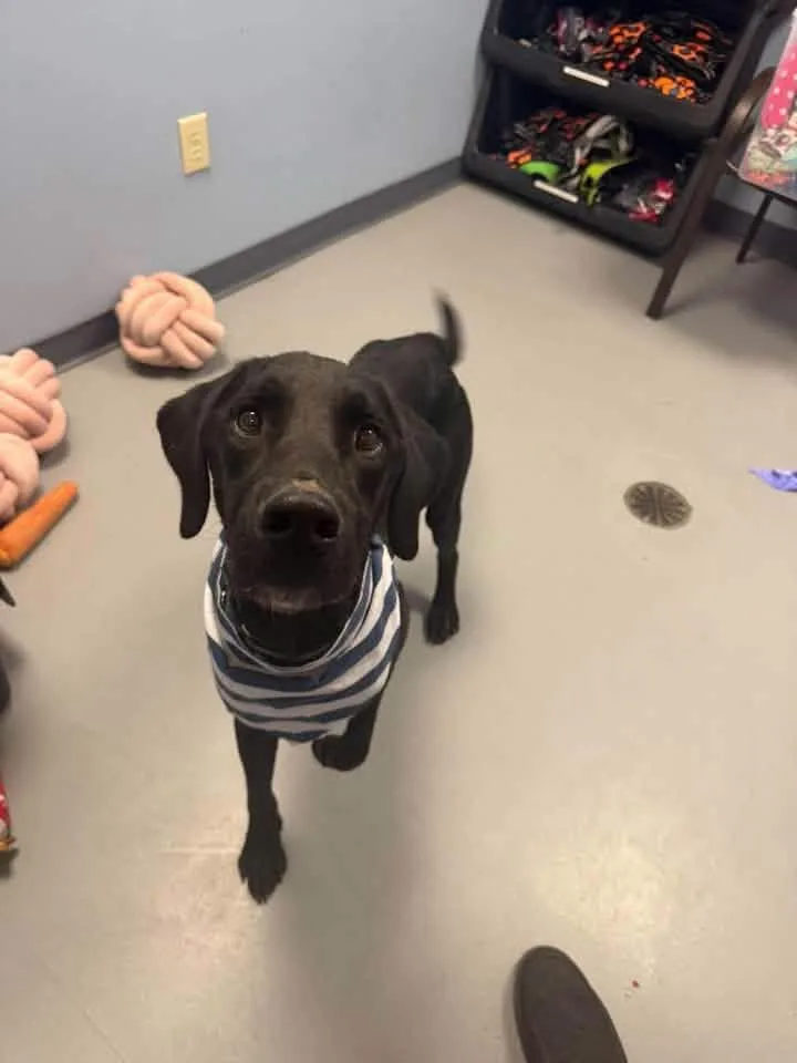 A young medium-sized male Black Labrador Retriever dog named Tenpenny for adoption in Zanesville, OH