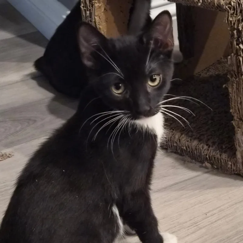 A baby small-sized male Black Domestic Short Hair cat named Jerome for adoption in Las Vegas, NV