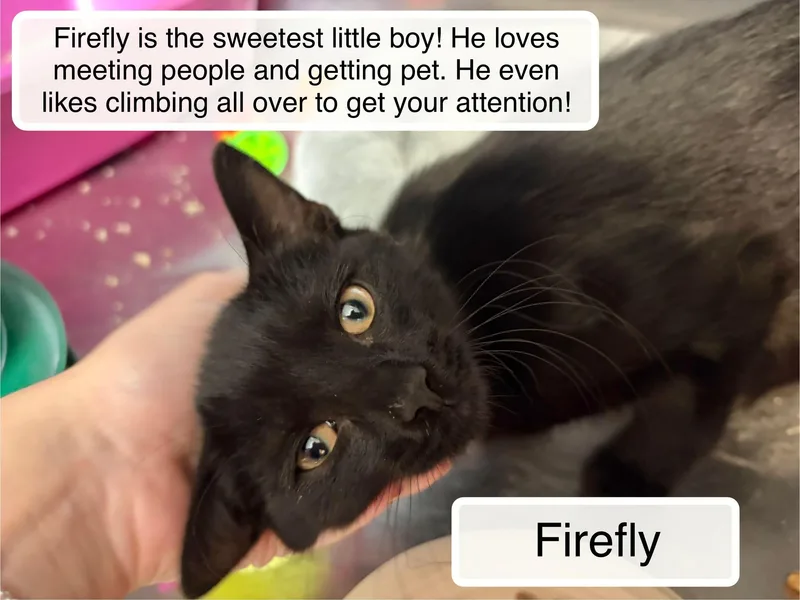 A baby small-sized male Black Domestic Short Hair cat named Firefly for adoption in Ellicott City, MD