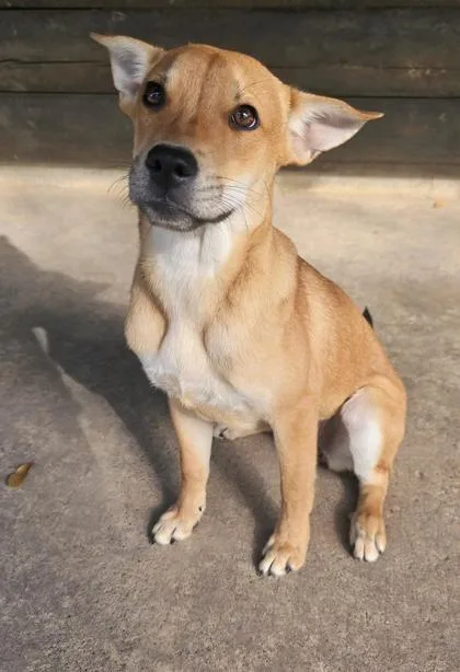 A young medium-sized female White / Cream Labrador Retriever dog named Aruba for adoption in Houston, TX