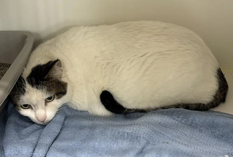 A senior medium-sized female Domestic Short Hair cat named Joy for adoption in Rochester, IN
