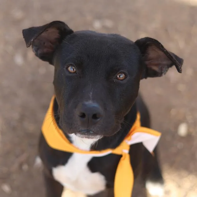 A young medium-sized male American Staffordshire Terrier dog named Moo for adoption in San Antonio, TX
