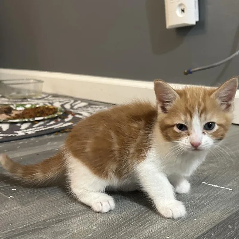 A baby small-sized male White Domestic Short Hair cat named Croissant for adoption in Atlanta, GA