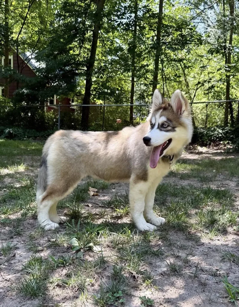 A baby large-sized female Tricolor (Brown, Black, & White) Siberian Husky dog named Neymar for adoption in Richmond, VA